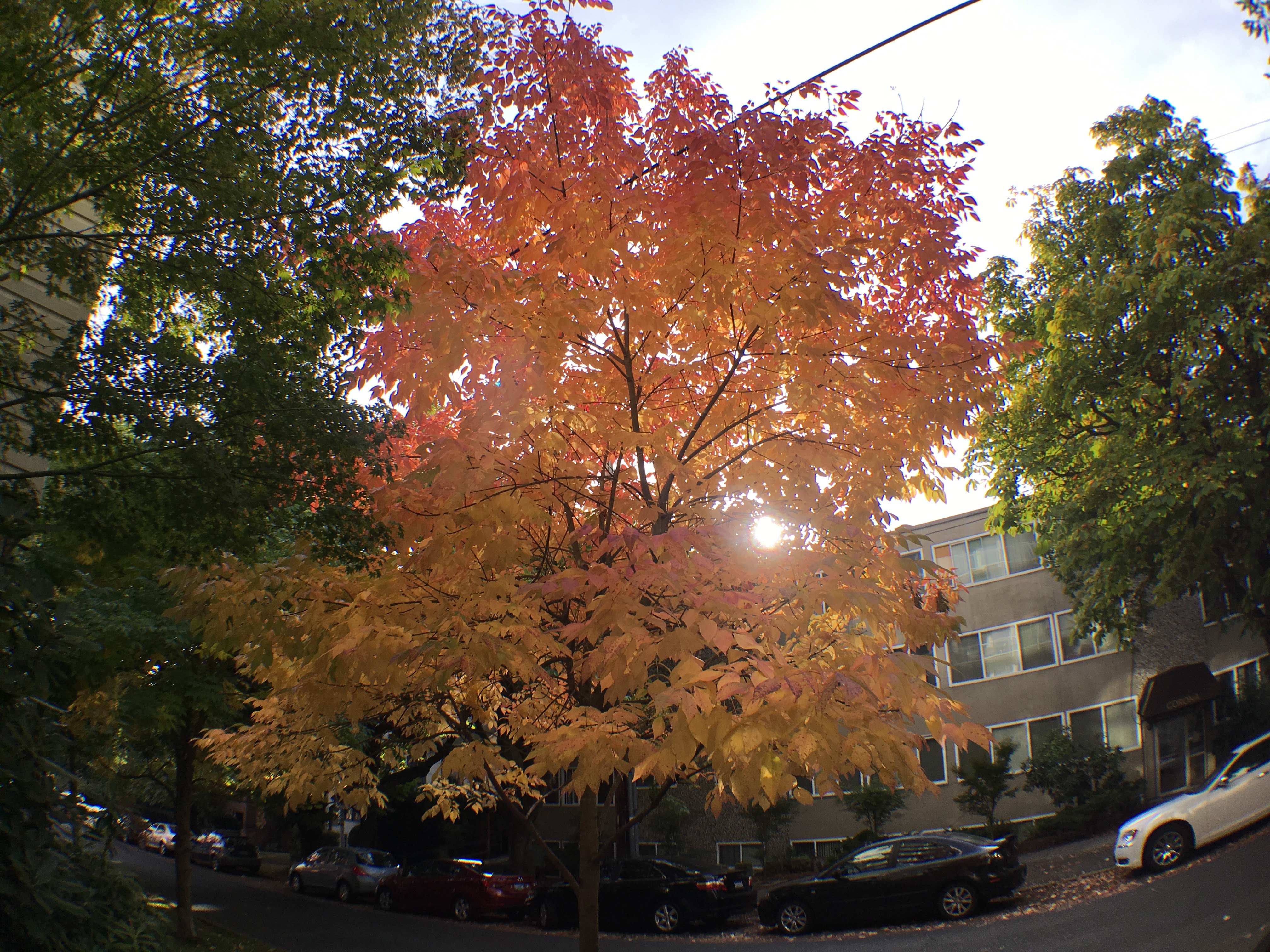 a bright orange tree