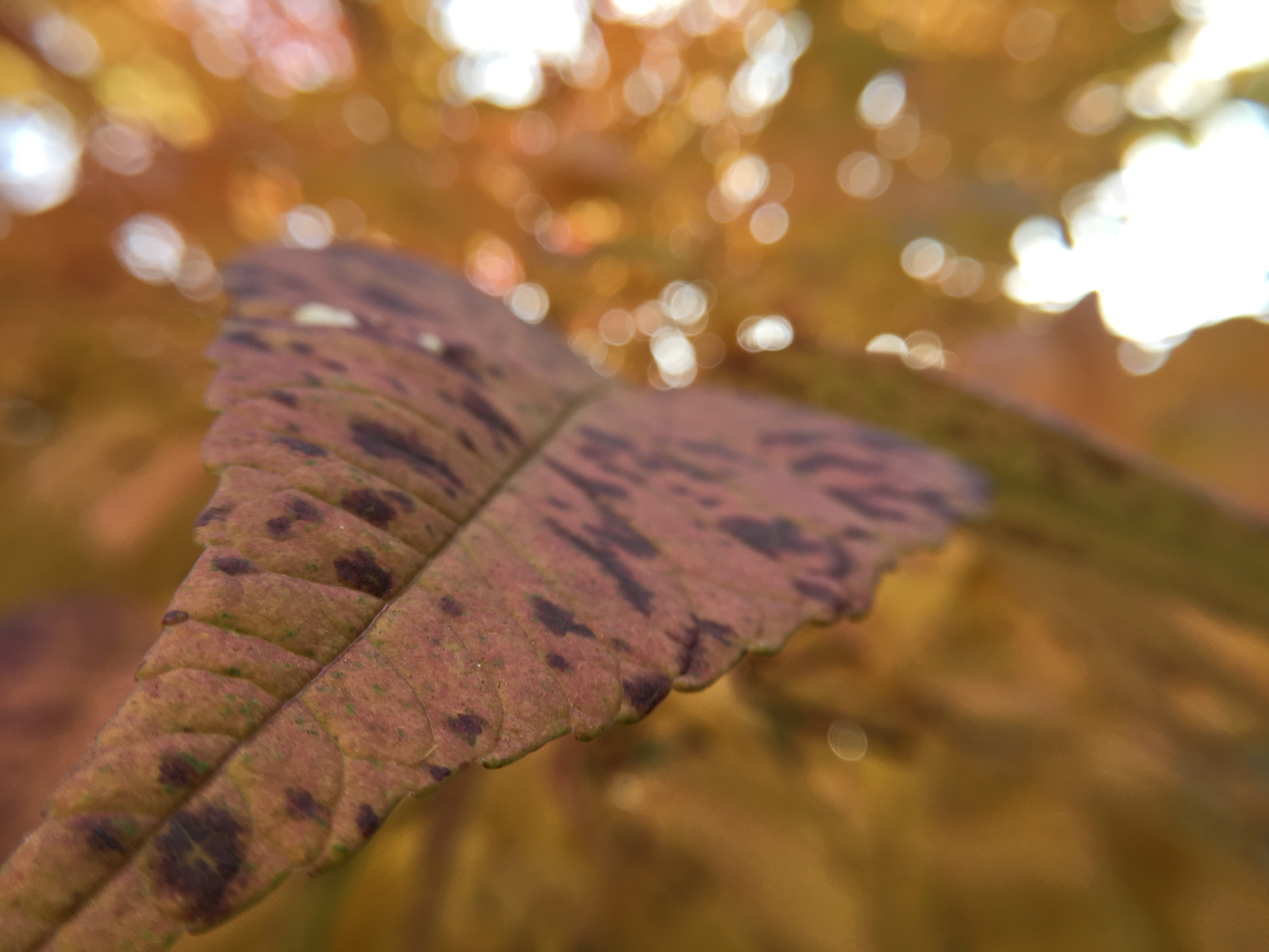 a close-up on an autumn leaf